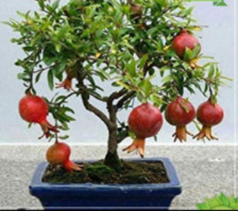 RARE Bonsai DWARF POMEGRANATE Tree Fruit 5 15 or 30 Seeds Etsy