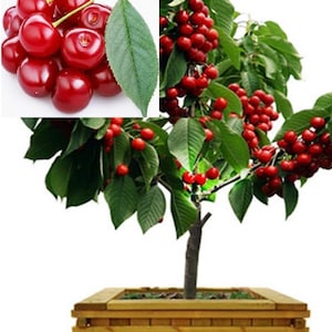 Rare Dwarf TULARE CHERRY Fruit (2,6 or10 SEEDS)-Great for Growing indoors in a Pot-Very Juicy (Fresh harvested in our Us Farm)Ships same day