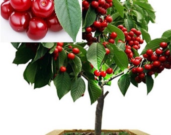 Rare Dwarf TULARE CHERRY Fruit (2,6 or10 SEEDS)-Great for Growing indoors in a Pot-Very Juicy (Fresh harvested in our Us Farm)Ships same day