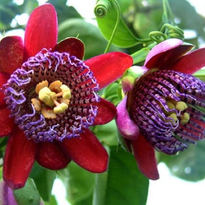N RARE Giant Granadilla Passion Fruit PASSIONFRUIT fruit Tree 3, 6 or 10 Seeds -Combined shipping (Pay shipping just for the first item