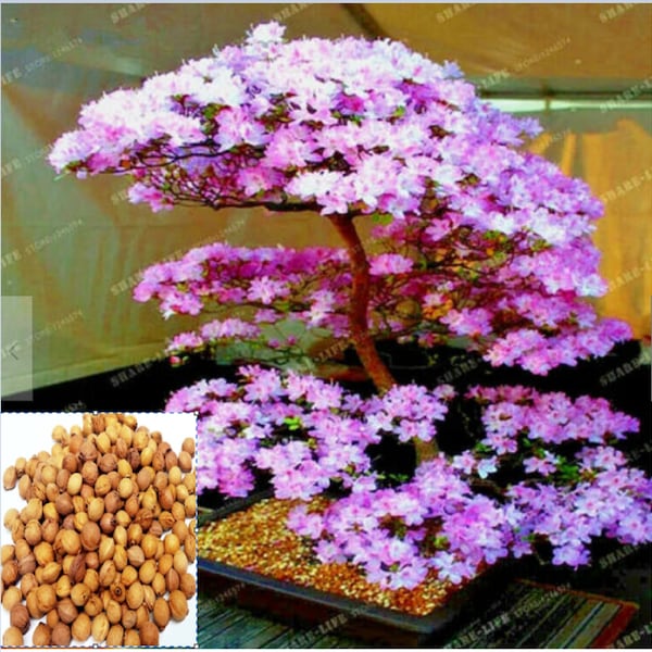 Rare Bonsai Japanese  Sakura (Prunus sargentii) flowering blossom Tree SEEDS  3 ,10 ,20 SEEDS -Combined shipping Discount) Grow in or out/US