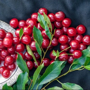 Rare Dwarf BING CHERRY Fruit Tree ,2,6 or10 SEEDS-Great for Growing indoors in a Pot-Very SweetFresh harvested inUs FarmShips same day image 2