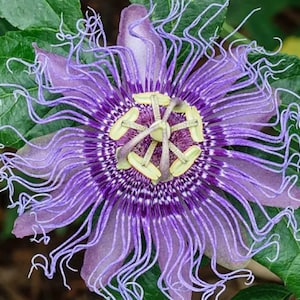 RARE Maypop Passion Flower SEEDS-Gorgeous  & Edible fruit-Fresh Harvested in Our Usa Farm ( 2, 6 or 10 Seeds)Flat Combined shipping Discount