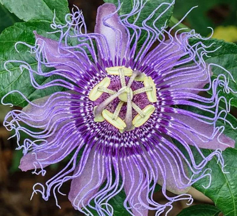 RARE Maypop Passion Flower Seeds gorgeous Edible Fruit fresh Etsy Rare maypop passion flower seeds gorgeous edible fruit fresh etsy