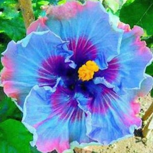 RARE-Dark Purple Giant Hibiscus-Gorgeous Flower-Can grow Indoors in a pot or Out-2, 5 or 10 SEEDS + instructions-Fresh Harvested-Ships Fast