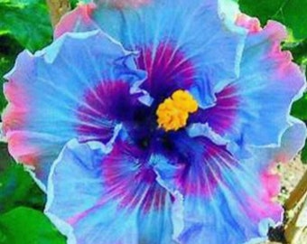 RARE Giant HIBISCUS Dark Purple-Gorgeous ( 2,6 or 10 SEEDS) -Fresh Harvested in our Usa farm-Ships same day ! Flat shipping discount