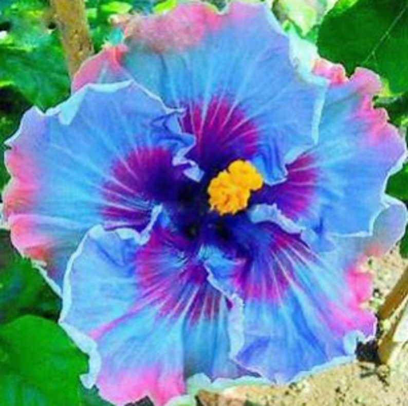 RARE Purple & Pink Giant HIBISCUS-Gorgeous 2,6 or 10 SEEDS Fresh Harvested in our Usa farm-Ships same day Flat shipping discount image 2