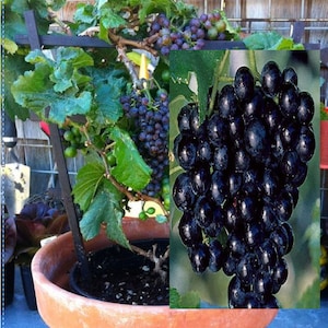 RARE Dwarf MINIATURE Pixies Grapes (2, 10 or 30 SEEDS + Instructions) Fruit Tree (Combined shipping Discount)Us