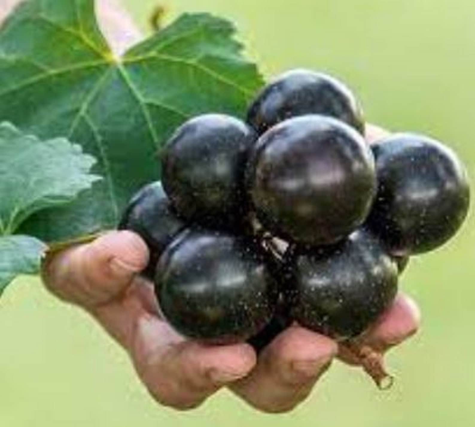 Raisins géants Muscadine RARE Les plus gros raisins que nous Etsy France