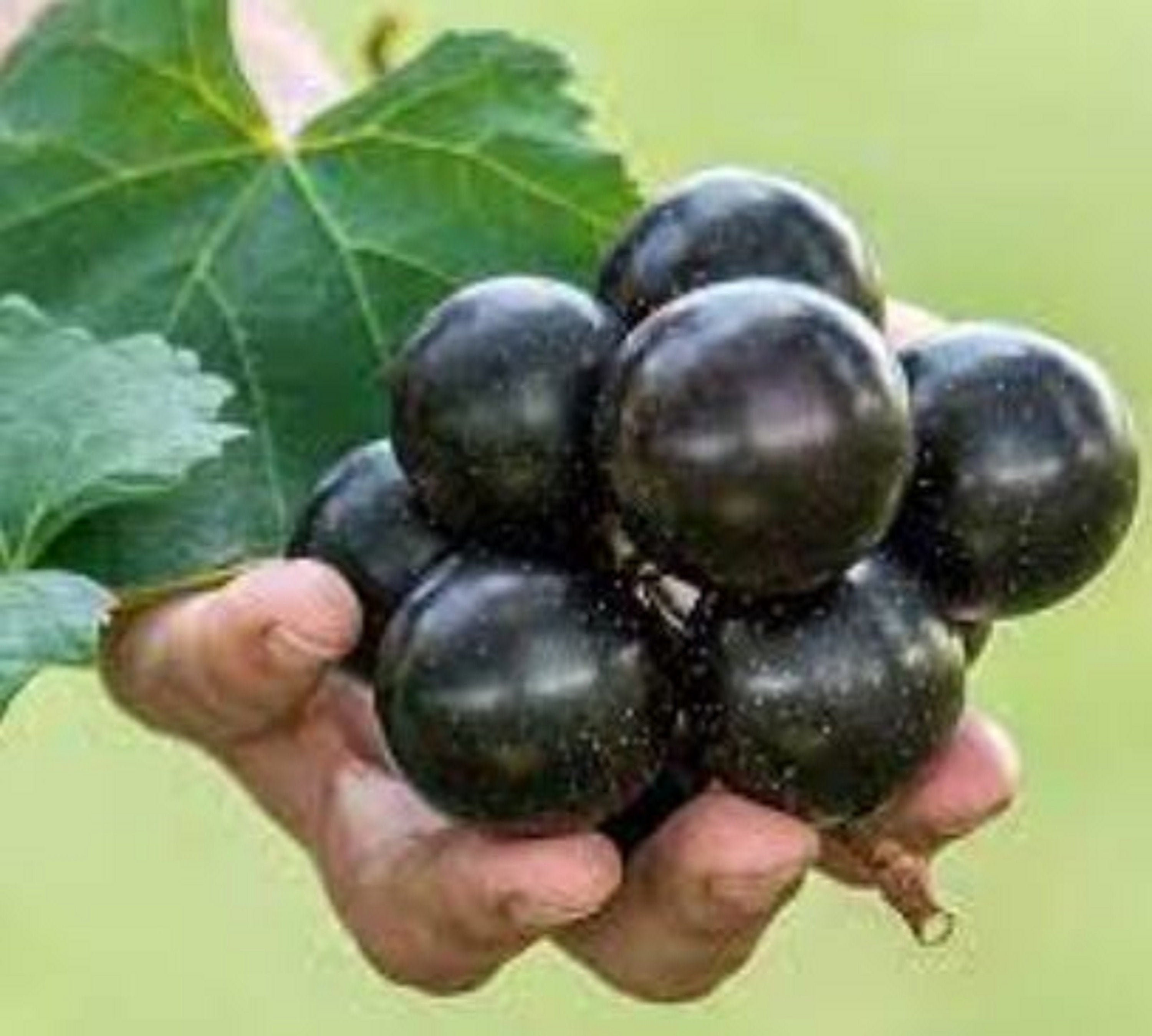 Biggest grape 2024 in the world
