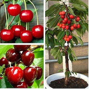 Rare Dwarf BING CHERRY Fruit Tree 2,6 or10 SEEDS-Great for Growing indoors in a Pot-Very Swee (Fresh harvested in our Us Farm)Ships same day