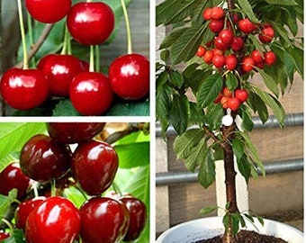 Rare Dwarf BING CHERRY Fruit Tree ,2,6 or10 SEEDS-Great for Growing indoors in a Pot-Very Sweet(Fresh harvested inUs Farm)Ships same day