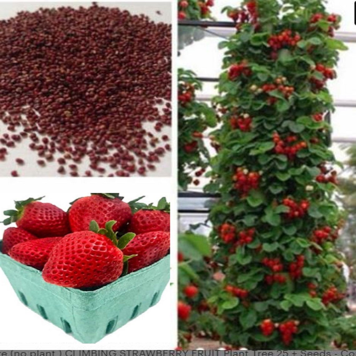 RARE CLIMBING STRAWBERRY no plant Fruit 15 Seeds Etsy