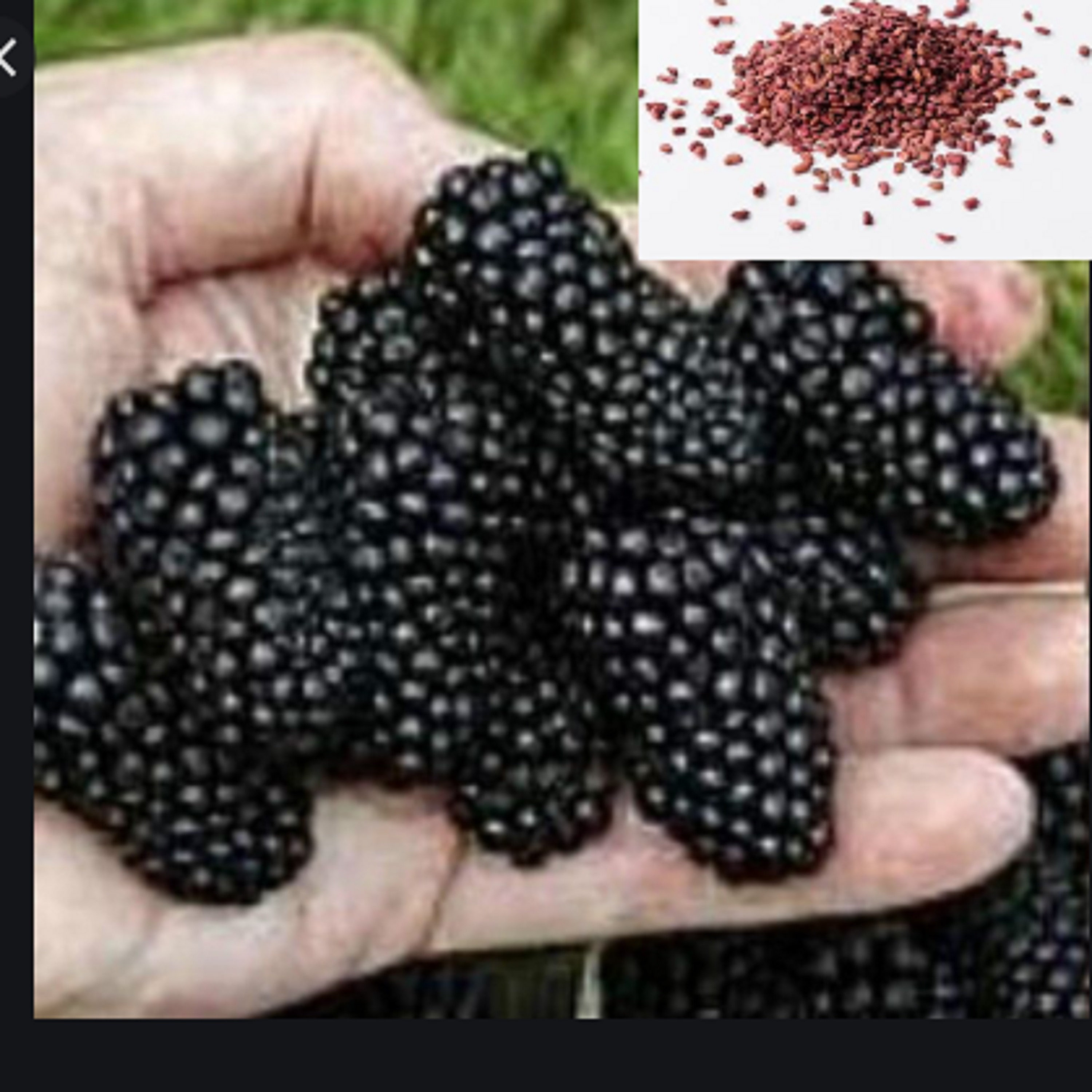 RARE GIANT BLACKBERRY fruit 20 40 or 80 Seeds Combined Etsy