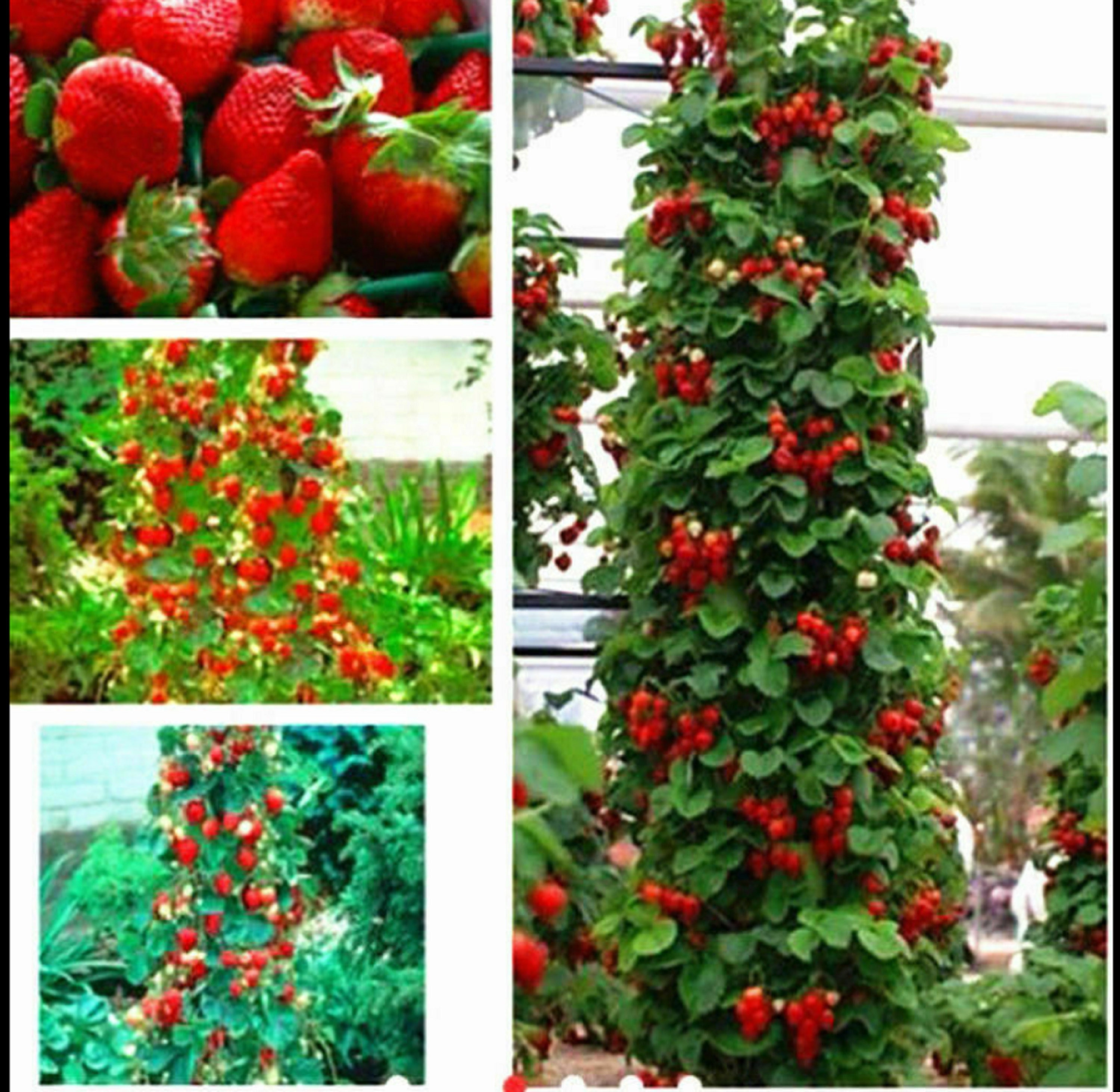 Strawberry vines 海外マステ 切り売り RARE CLIMBING STRAWBERRY Fruit Plant Tree 5 ,30 ,100 or 200 Seeds