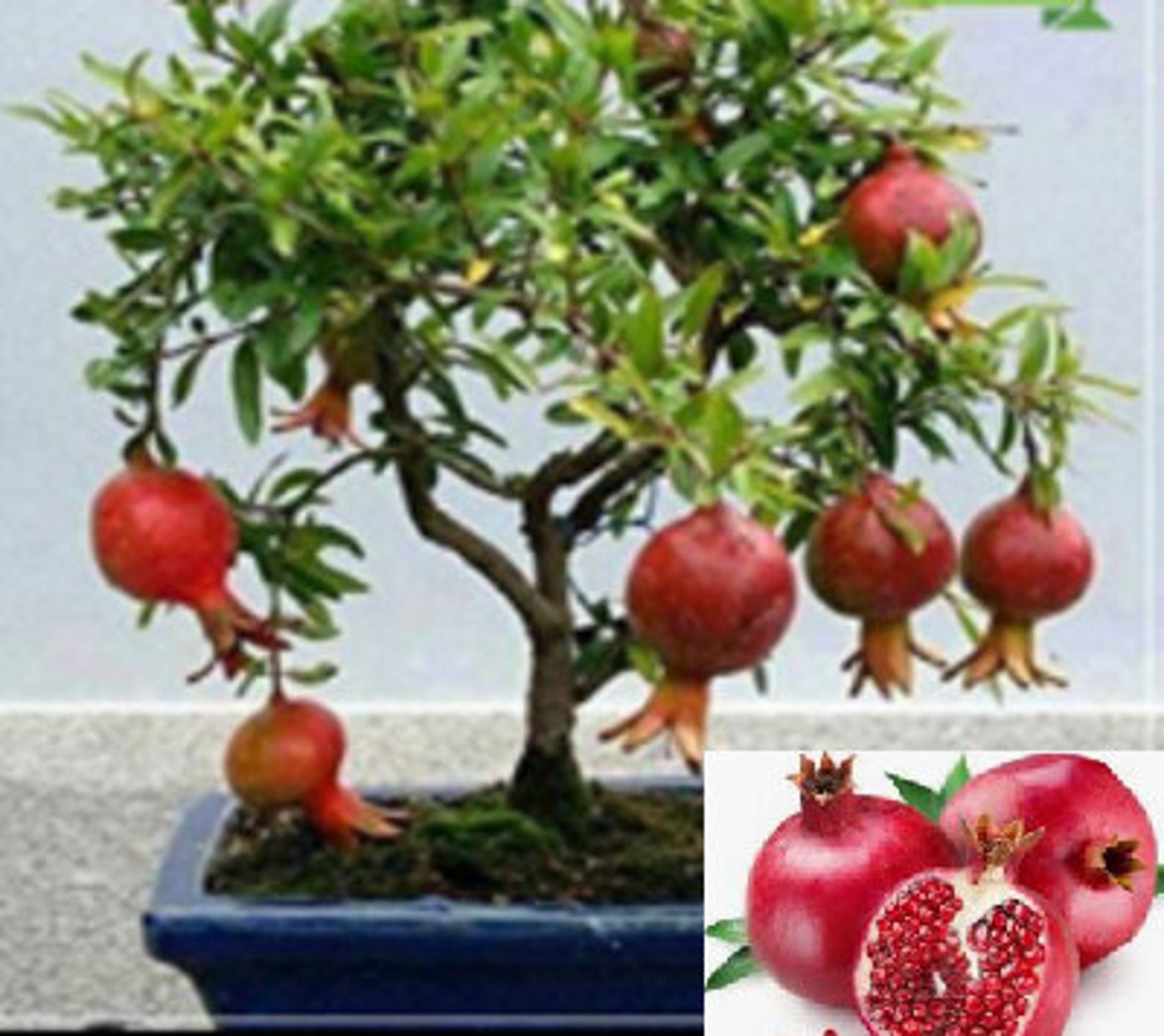 RARE no plant DWARF POMEGRANATE Tree Fruit 10 Seeds Etsy