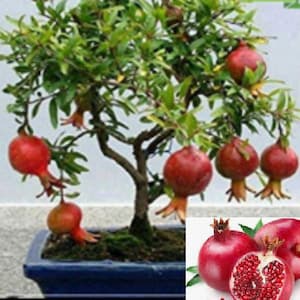 RARE Bonsai DWARF POMEGRANATE Tree Fruit 5 ,15 or 30 Seeds -Combined shipping (Pay shipping just for the first item)Grow In Or Out- Usa