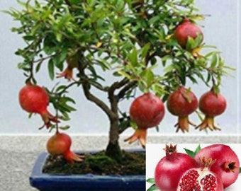 RARE Bonsai DWARF POMEGRANATE Tree Fruit 4,10.20,40 or 80 Seeds -Combined shipping  Pay shipping just for the first item) Grow In Or Out-Usa