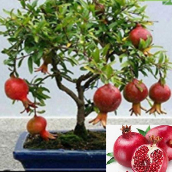 Dwarf Pomegranate Bonsai Tree Seeds, Coral-Red Flowers