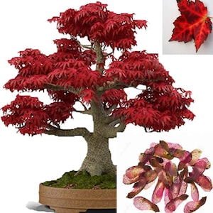 RARE Bonsai Japanese Red Mapple tree) 2, 10 ,20 or 40 SEEDS)- Air Purifier -Combined shipping discount - Indoors or outdoors -USA