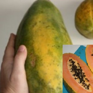 RARE Giant Papaya  5 ,10 or 30  seeds  Combined shipping ( Pay shipping just for the first item)- Planting instructions included -USA Seller