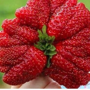 RARE Giant STRAWBERRY &quot;The World&#39;s Largest Strawberry &quot;Very Sweet Fruit-Fresh harvested in our Usa Farm-5,30, 60 0r 120 SEEDS-Ships same day