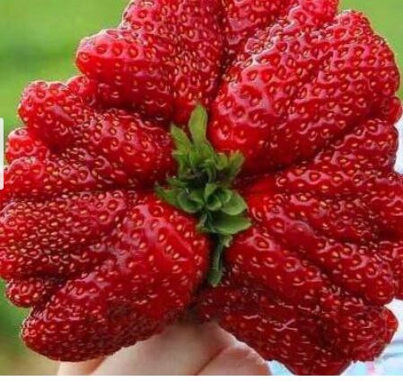 RARE GIANT STRAWBERRY Bush Tree 530 100 or 200 Seeds no Etsy