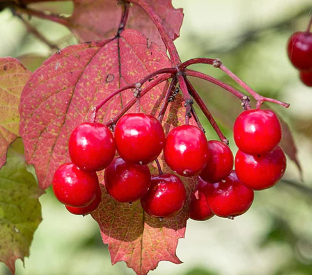 RARE Giant CRAMBERRY FRUIT 10 or 60 Seeds -plant Tree Combined Shipping  Discount Pay Shipping Just for the First Item) Usa Seller