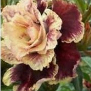 RARE- English Chocolate ROSE-Bush 5 ,10 ,20 or 30 SEEDS -Combined shipping Discount (Pay shipping only for the first item) Usa Seller