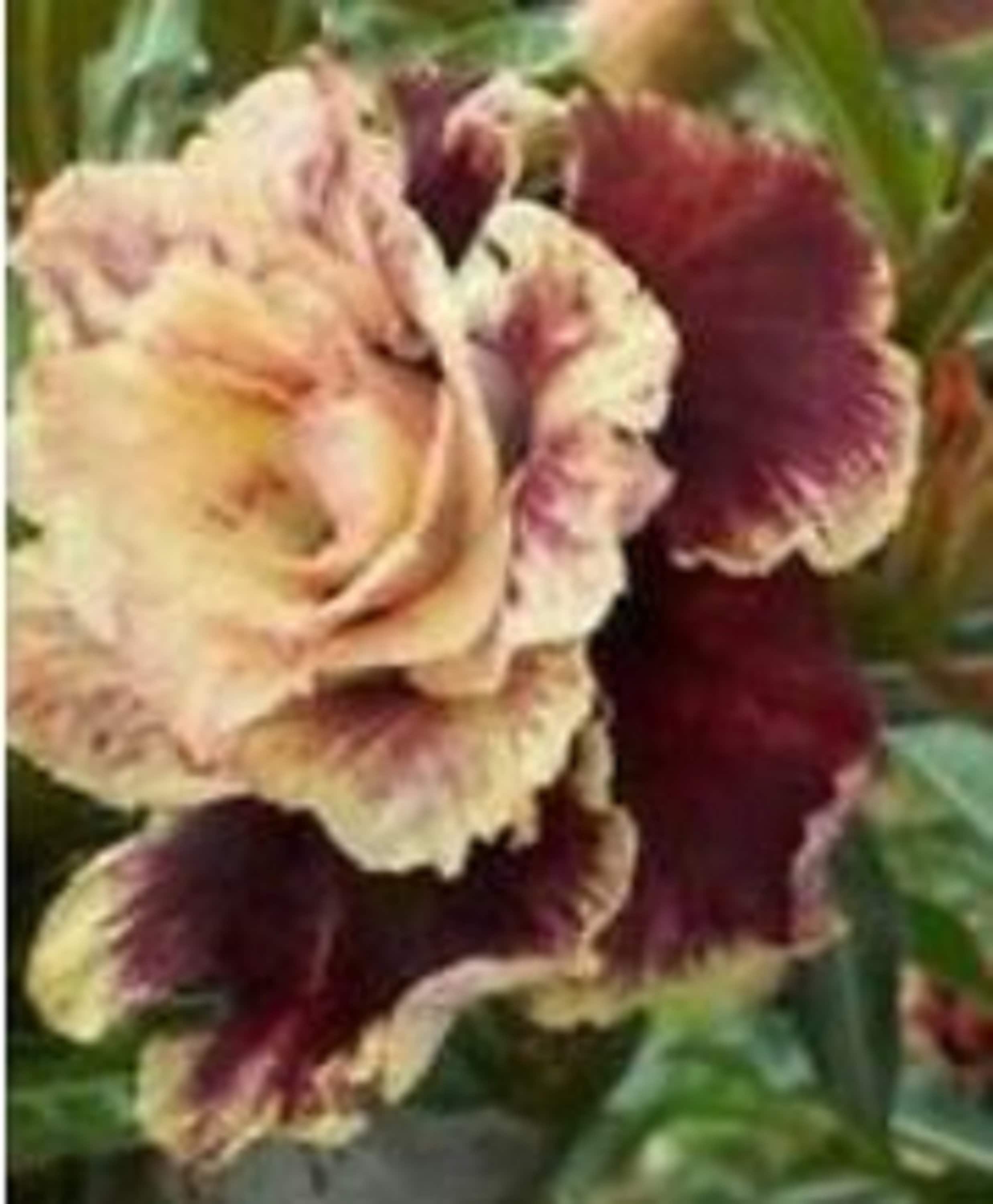 RARE English Chocolate ROSEBush 10 or 20 SEEDS Combined Etsy