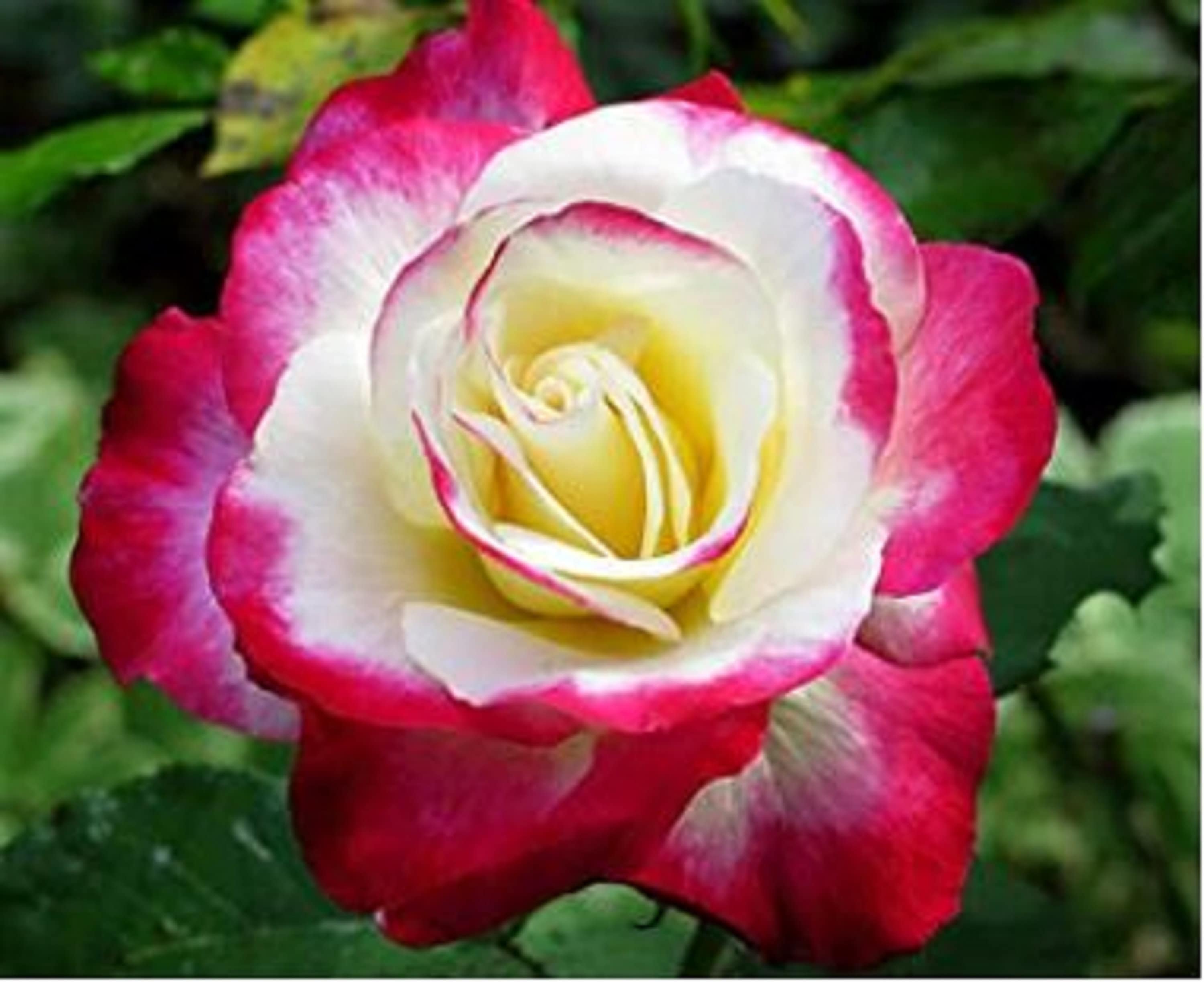 RARE Moonlight Pink ROSE Flower Tree Bush 5 ,10 or 20 Seeds