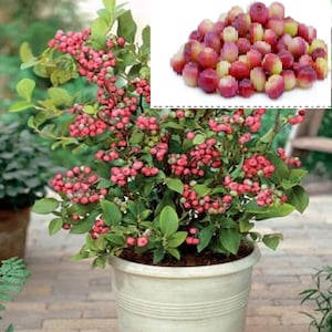 v RARE PINK BLUEBERRIES 10,40 0r 100 Seeds (No Plant) -Combined shipping Discount(Pay shipping just for the first item)Grow In Or Outdoor-Us