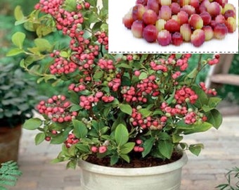 RARE PINK BLUEBERRIES 5,15,40,100 or 200 Seeds (No Plant) Combined shipping Discount(Pay shipping just for the first item)Grow In Or Outdoor