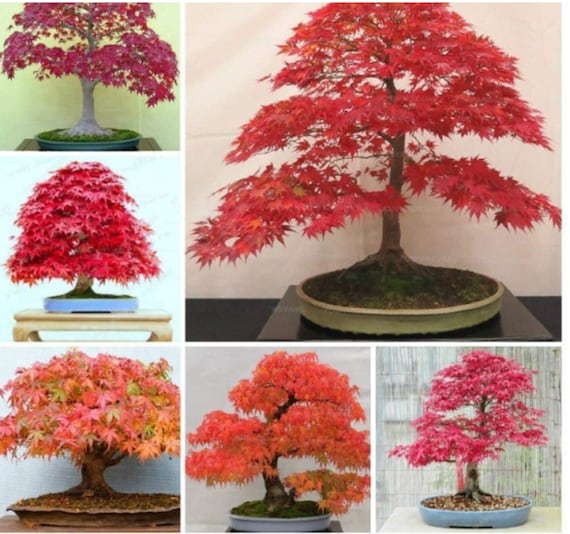 falscher bonsai Pink main image 0