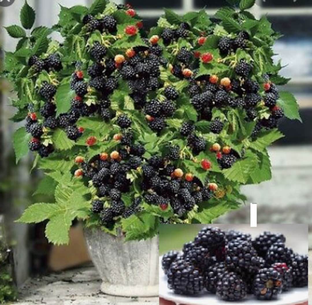 RARE Bonsai DWARF Blackberry Fruit very Sweet fresh Harvested in Our