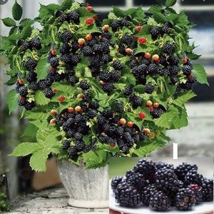 RARE Bonsai DWARF Blackberry fruit -Very Sweet (Fresh harvested in our Usa Farm) Can grow Indoors (Combined shipping discount)