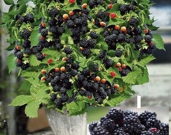 RARE Bonsai DWARF Blackberry fruit -Very Sweet (Fresh harvested in our Usa Farm) Can grow Indoors (Combined shipping discount)