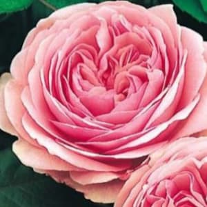 RARE Scented English PINK ROSE tree flower Plant 2 ,10 .20 or 30 seeds-Combined shipping Discount(Pay shipping just for the first item)3 Usa