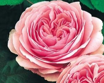 Rare Scented ENGLISH Pink ROSE tree flower Plant 3 ,10 ,20 or30 SEEDS -Combined Shipping Discount (Pay shipping just for the first item)2