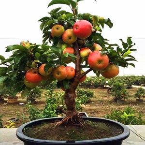 RARE ( no plant DWARF Bonsai Column Red Apple Tree 5+ Seeds Grow Indoor Or Out -Combined shipping (Pay shipping just for the first item)-USA