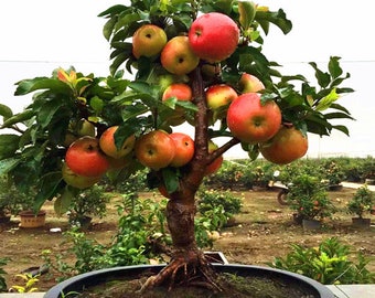 RARE ( no plant DWARF Bonsai Column Red Apple Tree 5+ Seeds Grow Indoor Or Out -Combined shipping (Pay shipping just for the first item)-USA