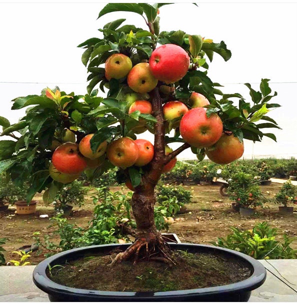 Dwarf Red Apple Tree Bonsai Seeds  Columnar Variety - Etsy