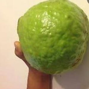 v Rare GIANT GUAVA fruit plant-3,10 or 30 SEEDS-Combined shipping Discount (Pay shipping just for the first item)Usa Seller