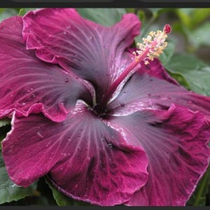 RARE- Hibiscus Black Red Giant-Gorgeous Flower-Can grow Indoors  or Out-2,5 or 10 SEEDS + instructions Fresh Harvested Fast D