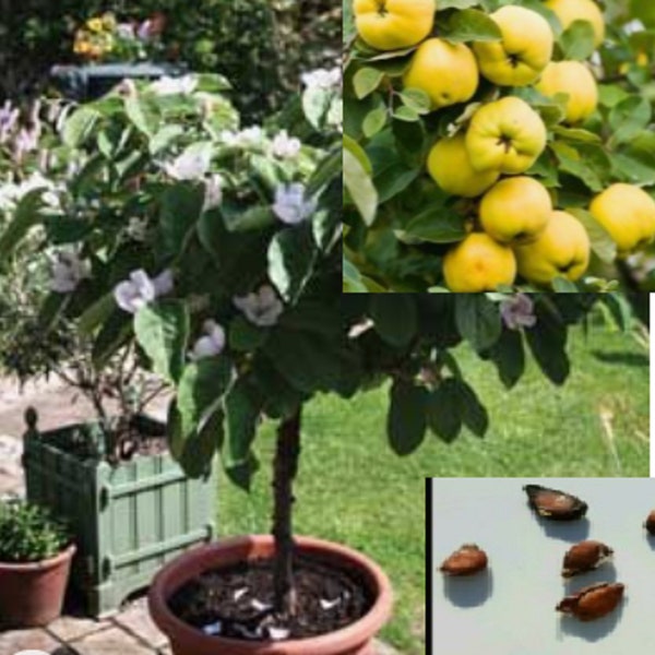 RARE - QUINCE Fruit plant tree  3 or 10 Seeds (No plant )-Combined shipping Discount ( Pay shipping just for the first item) USA seller