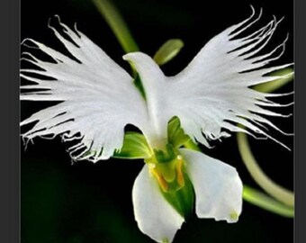 RARE White Dove -Egret Flower- Stunning Papery-looking Flower Plant-2 ,5 or 10 SEEDS-Combined shipping discount- Ships same day from Usa