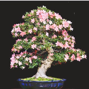 RARE Bonsai Japanese Cherry Blossom flowering Sakura 2 ,5 or 10 SEEDS )-Gorgeous, from our US farm -Combined shipping Discount -Usa Seller