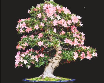 RARE Bonsai Japanese Cherry Blossom flowering Sakura 2 ,5 or 10 SEEDS )-Gorgeous, from our US farm -Combined shipping Discount -Usa Seller