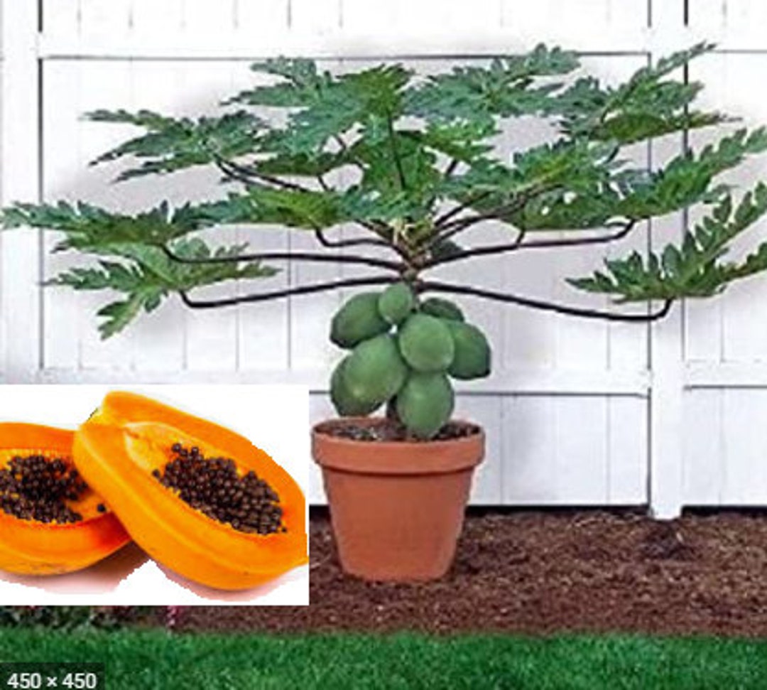 RARE Dwarf PAPAYA Fruit 2,,10 20 SEEDS Plant Tree very Sweet Papaya