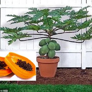 RARE Dwarf PAPAYA Fruit 2,,10 20 SEEDS plant tree -Very Sweet papaya, great for growing indoors or Out. Fresh harvested in our Usa farm.